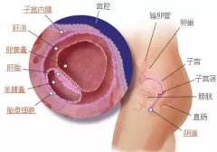 破壳日记丨怀孕早期第3周,生命之旅开始了~