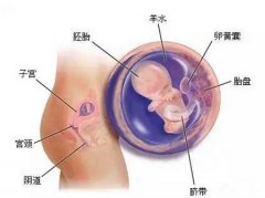 破壳日记丨第8周，你一定越来越想看看宝宝样子