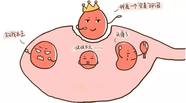 正常情况下卵泡多大会排卵？怎么区分？