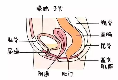 为啥不能留到二胎再做盆底康复？