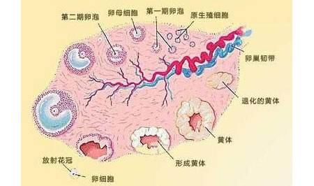 怀孕了？也不要太高兴！关于宫外孕你要知道的事